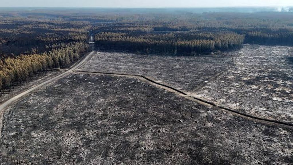 Vue aérienne d’une forêt de pins et de parcelles entièrement brûlées après un mégafeu